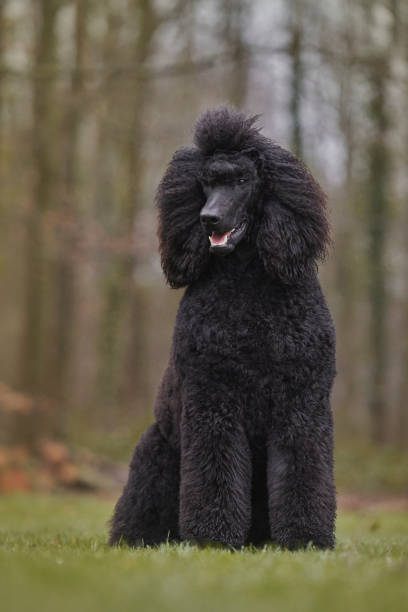 poodle extérieur standard - standard poodle photos et images de collection