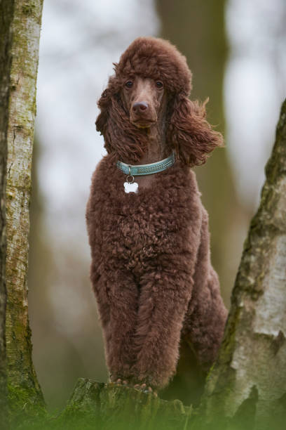 istock Standard Poodle Outdoor 1219547793