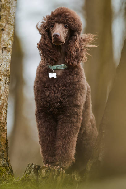 istock Standard Poodle Outdoor 1219547865