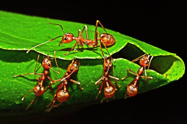 istock Ants stretching legs , biting leaf , building nest. 1219548398