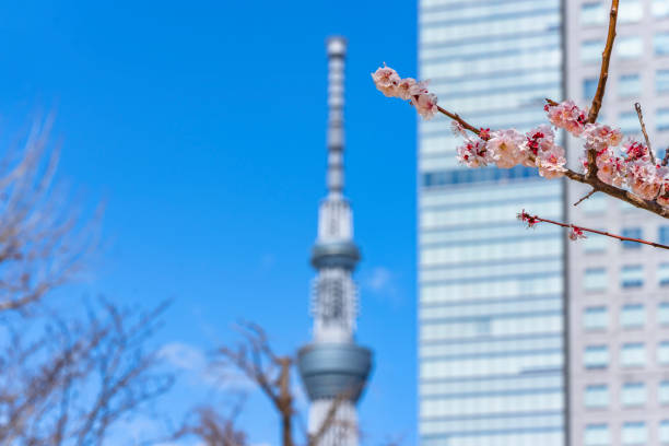 Plum tree blossom and Tokyo Skytree Tower.