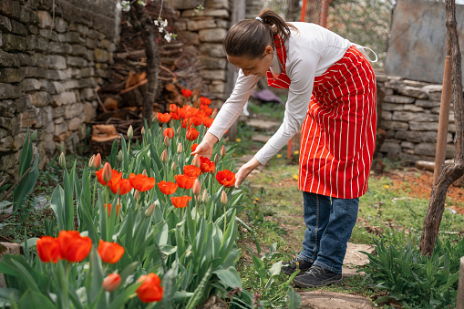 Coronavirus quarantine. Young woman gardening in her backyard full of red tulips. Agriculture in Springtime. Young Adult examining the flowers in the formal garden.