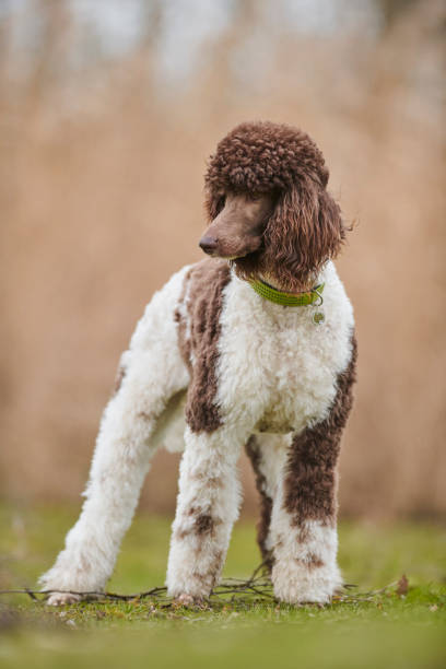 istock Standard Poodle Outdoor 1219548566