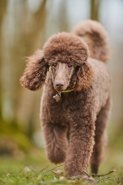 istock Standard Poodle Outdoor 1219548730