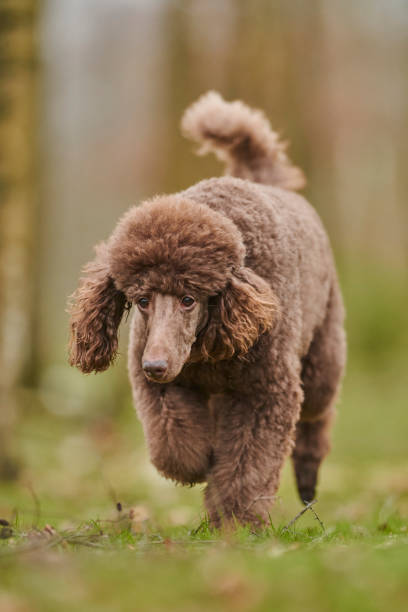 istock Standard Poodle Outdoor 1219548781