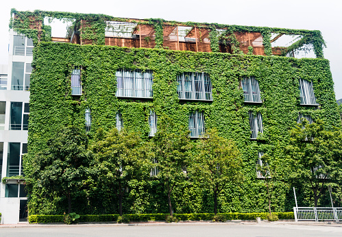 Green plants are growing on building walls.