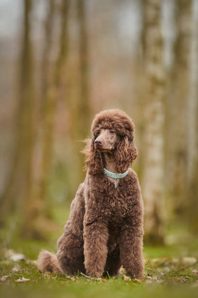 istock Standard Poodle Outdoor 1219548817