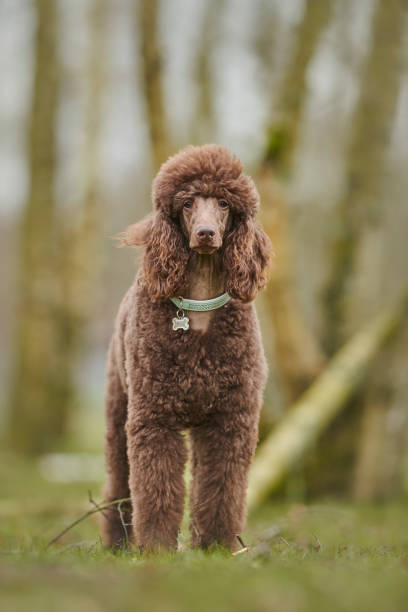 istock Standard Poodle Outdoor 1219548868