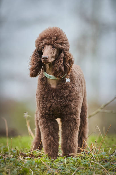 istock Standard Poodle Outdoor 1219549428
