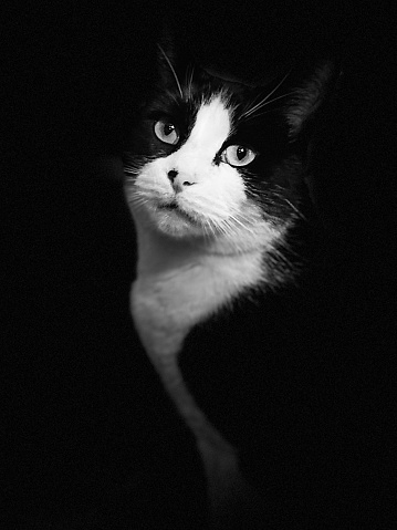 Black and white cat portrait