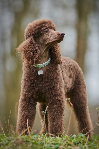 istock Standard Poodle Outdoor 1219549555