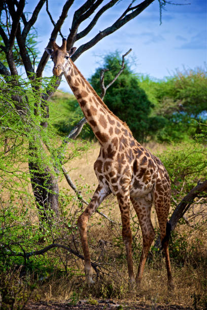 istock Single Giraffe In The Forest In Amboseli In Kenya 1219549582