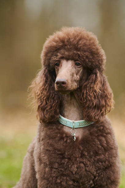 istock Standard Poodle Outdoor 1219549602