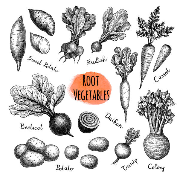 Root Vegetables big set. Root Vegetables big set. Ink sketch collection isolated on white background. Vegetables set. Hand drawn vector illustration. Retro style. common beet stock illustrations