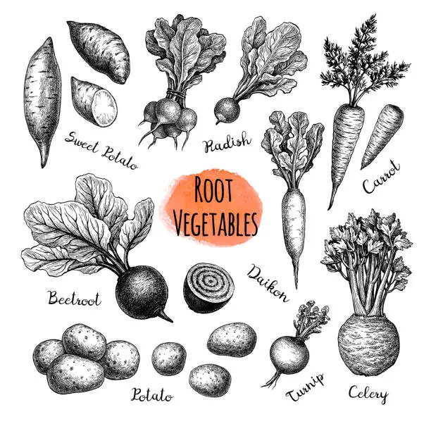 Vector illustration of Root Vegetables big set.