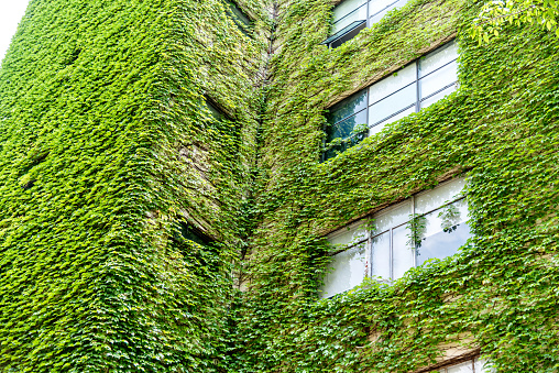 Green plants are growing on building walls.