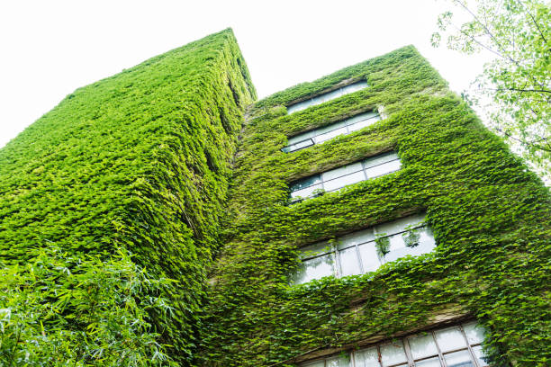 istock Green plants are growing on building walls 1219550030