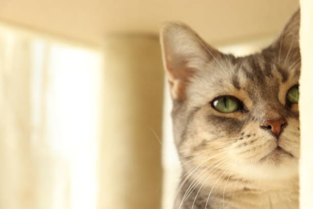 istock A cat with beautiful green eyes. 1219550798