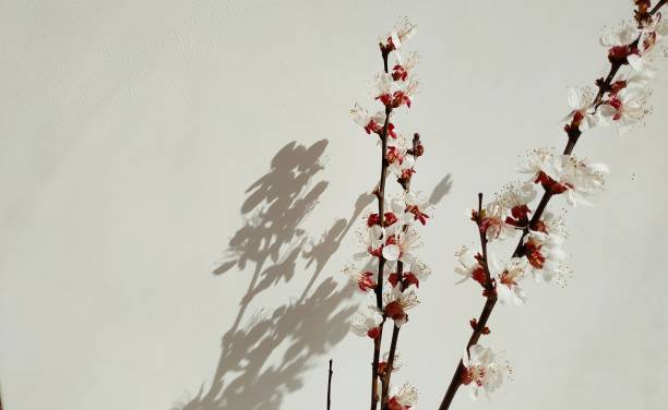 istock spring twig of blossom on a white background 1219550966