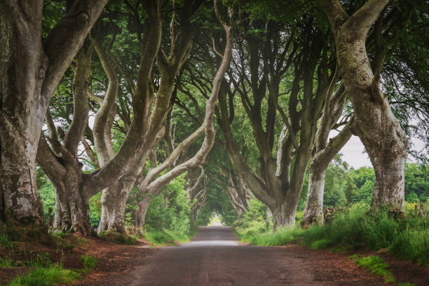 風景秀麗的黑籬笆 北愛爾蘭 - 安特里姆郡 個照片及圖片檔