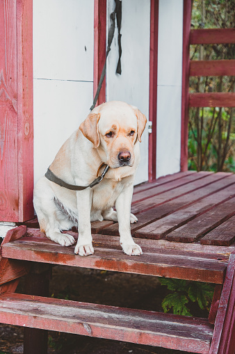 A tethered Labrador Dog sits alone on the porch of a house waiting for its owner. Dog Watchman at the cottage