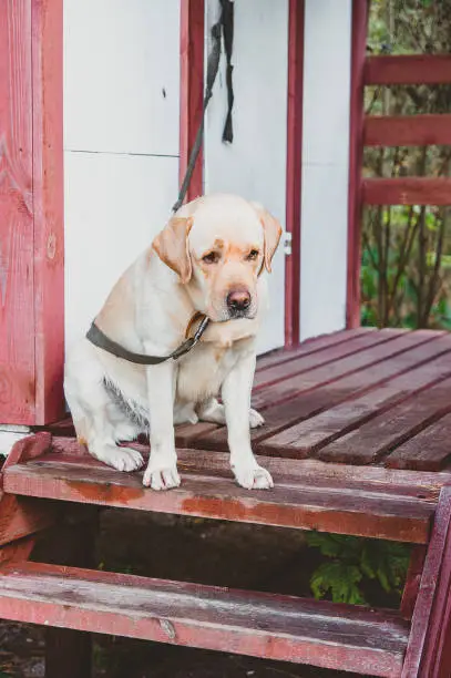 Photo of a Tethered Labrador dog is sad without a owner