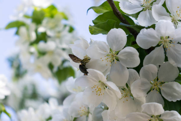 pszczoły i begonii - bee swarm of insects beehive tree zdjęcia i obrazy z banku zdjęć