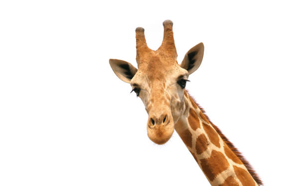 giraffe isoliert auf weißem hintergrund - giraffe stock-fotos und bilder