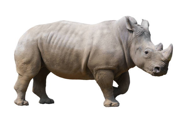 istock white rhinoceros isolated on white background 1219553560