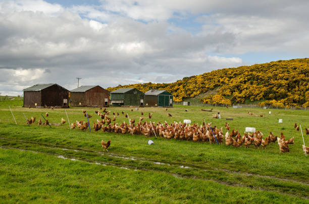 istock hen house scotland 1219553822