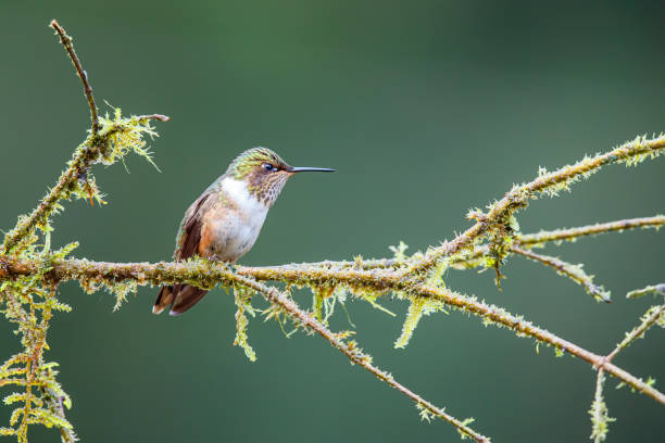 istock volcano Hummingbird (Selasphorus flammula) from nature. 1219555037