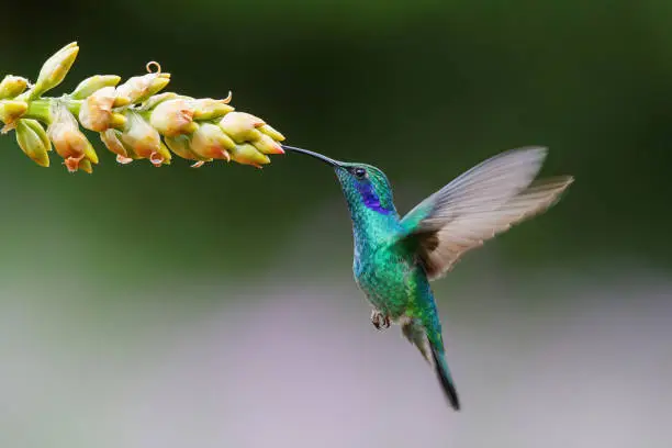 Hummingbird - Green violet-ear Colibri thalassinus) flying to pick up nectar from a beautiful flower of a bromelia, San Gerardo del Dota, Savegre, Costa Rica. Action wildlife scene from nature.