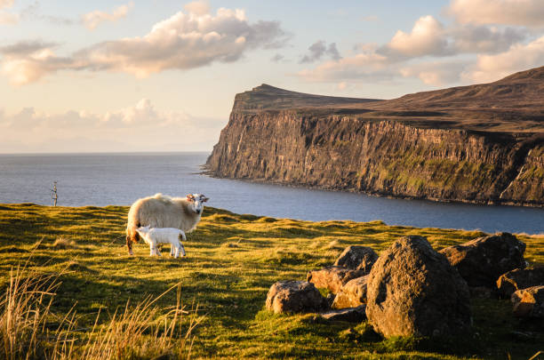 Scotland cliff landscape, Isle of skye Scotland cliff landscape with sheeps, Isle of skye at sunset isle of skye stock pictures, royalty-free photos & images