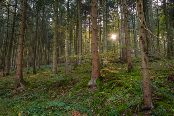 istock Forest with firs and sunstar sunbeams 1219555893