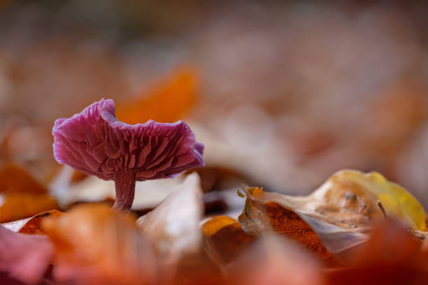 식용 머쉬룸 자수정 멸기 (락카리아 자수정) - 자주졸각버섯 뉴스 사진 이미지