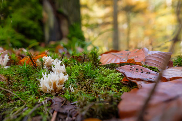 istock Poisonous muschroom cauliflower corall (Ramaria mairei) 1219555912