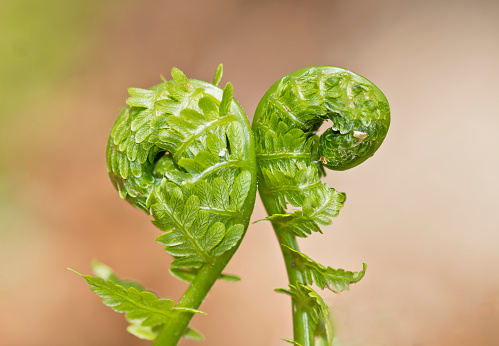 Macrophotography of two fern fiddleheads back to back