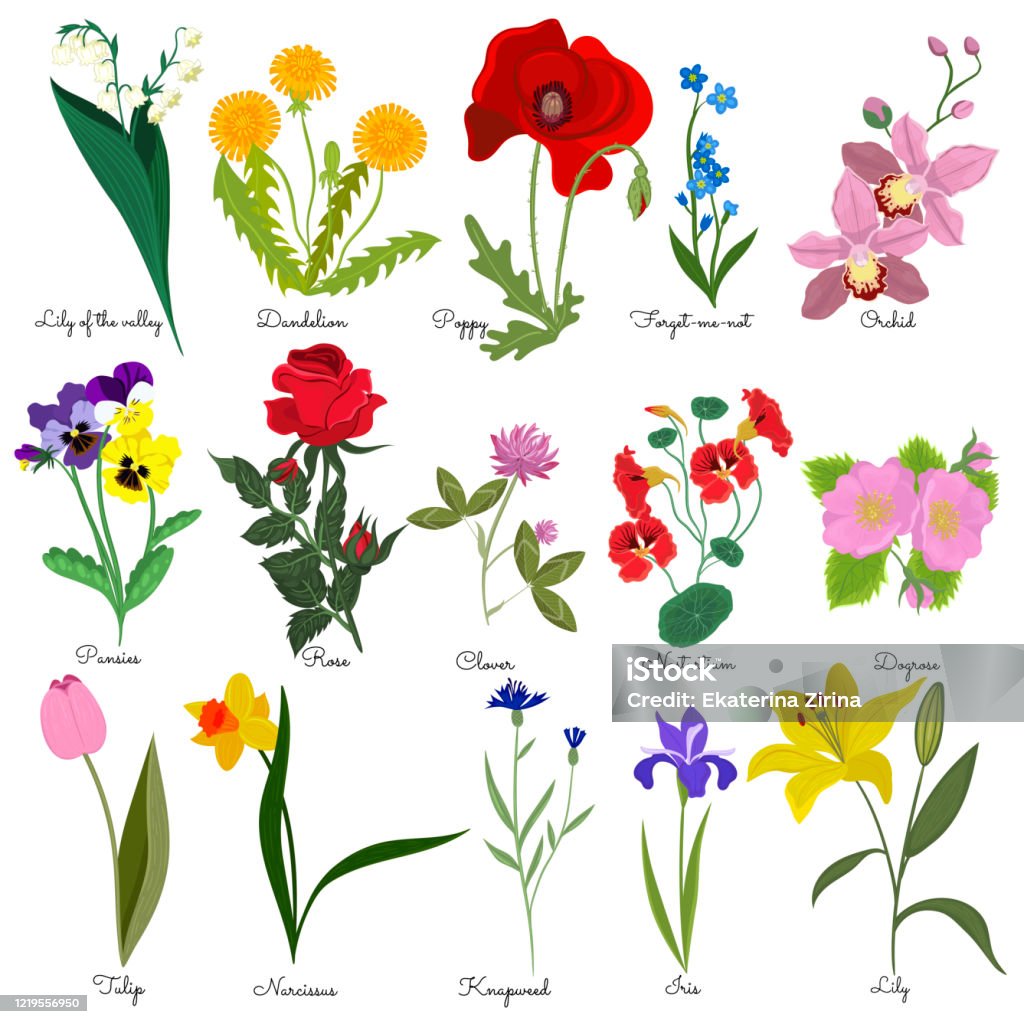 Ilustración de Conjunto De Flores Con Nombres Aislados Sobre Un Fondo Blanco  Gráficos Vectoriales y más Vectores Libres de Derechos de Flor - iStock