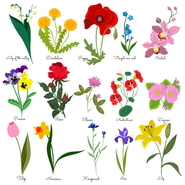 zestaw kwiatów z nazwami izolowanymi na białym tle. grafika wektorowa. - dandelion flower yellow vector stock illustrations