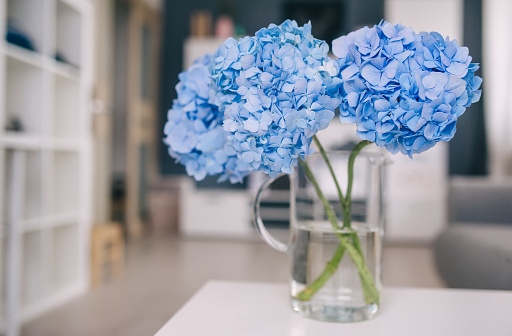Vase with beautiful hydrangea flowers on table in living room