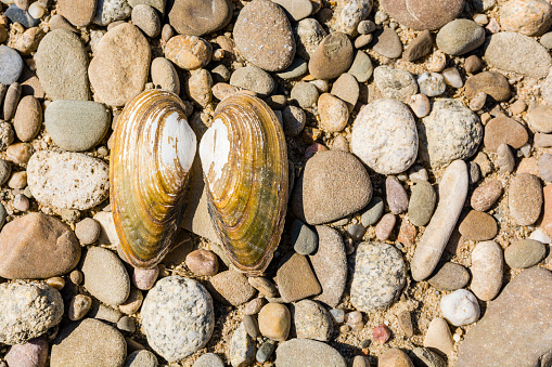 A clam shell - Anodonta sp. is a species of freshwater mussel, an aquatic bivalve mollusk in the family Unionidae, the river mussels.