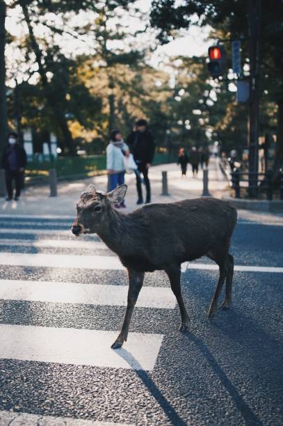istock Deers in the wild at Nara Park 1219558267