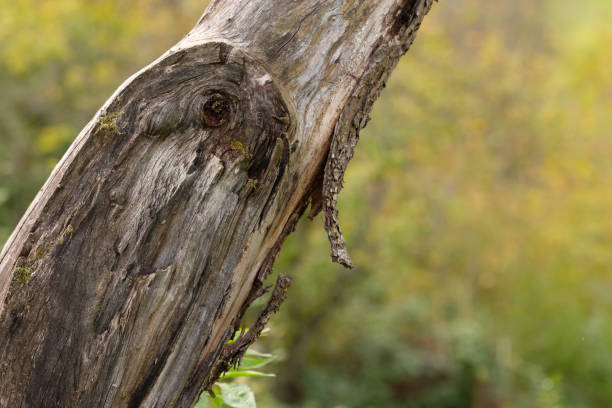istock Wood bakr tree trunk close-up 1219558678