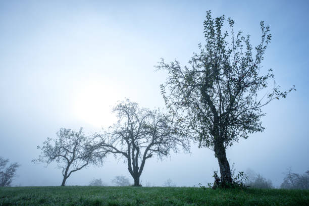 bäume im nebel und mondlicht - 2322 stock-fotos und bilder