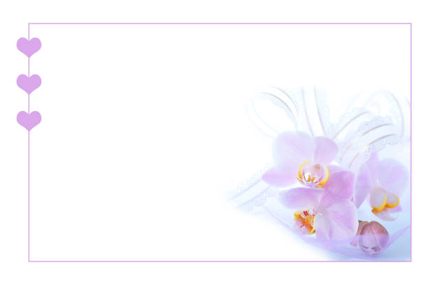 istock arrangement of pink Phalaenopsis Orchid 1219559685