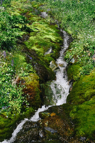 istock Mountain stream on summer day. Thin stream of river among moss, grass and stones 1219560033