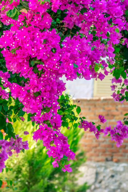 fiore di bougainvillea - beauty in nature bright building exterior close up foto e immagini stock