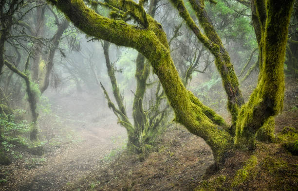 istock Mystic mood in the rainforest. 1219560940