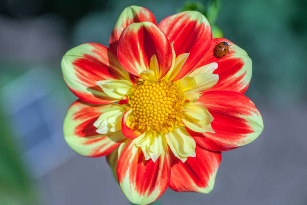 istock Dahlia 