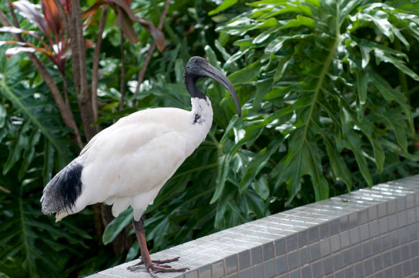 istock The Australian white ibis (Threskiornis molucca) 1219561395
